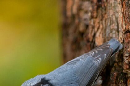 Nuthatches, Bird Facts, Wildlife, Nature, Birdwatching,