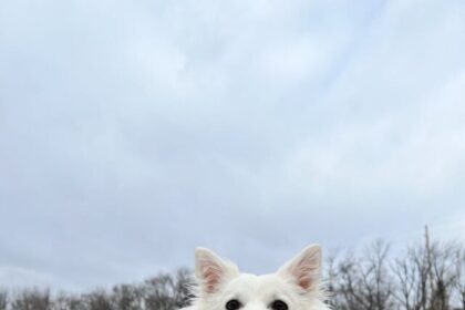 American Eskimo Dog, Eskie, Facts, Intelligent, Adaptable, Social, Energetic, Grooming, Health, Companionship, Obedience training,