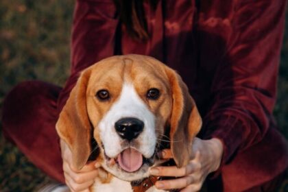 Beagle, raising tips, exercise, socialization, training, nutrition, grooming, mental stimulation, love, attention,