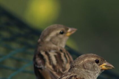 Facts About Sparrows, Sparrows, Habitat, Diet, Nesting, Social, Mating, Conservation, Adaptability,