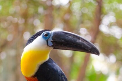 tropical forests, toucans, facts, colorful plumage, unique habitat