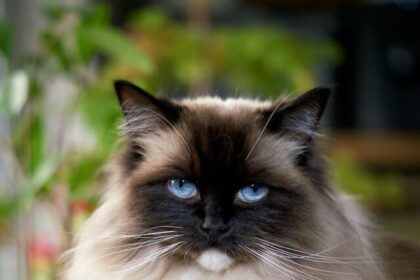 Ragdoll cats, feline companions, gentle demeanor, blue eyes, semi-long fur, placid nature, HCM, grooming, indoor pets,