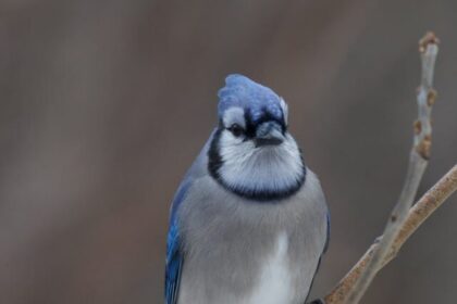 Blue Jays, facts, appearance, habitat, diet, nesting, vocalizations, intelligence, social behavior, birds, wildlife,