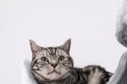 American Shorthair cats, facts, history, appearance, temperament, health, grooming, exercise, training,