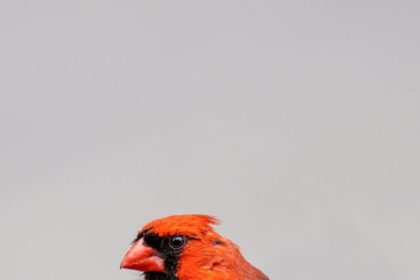 Cardinals, facts, appearance, habitat, diet, nesting, song, mating, behavior, birds, wildlife,