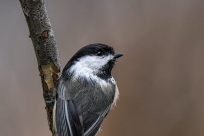 Robins, facts, appearance, habitat, diet, nesting, song, migration, behavior, birds, wildlife,