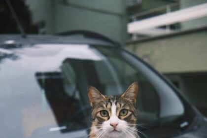 cat travel, road trip tips, feline-friendly journey, car trip with cats, travel essentials, pet safety, cat comfort, travel entertainment, hydration for cats, routine during travel,