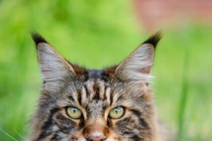 Maine Coon, cats, feline, facts, interesting, breed, companionship, adaptability, intelligence, physical traits, affectionate, playfulness, health,