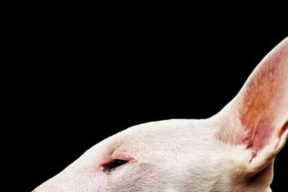 Bull Terriers, facts, traits, history, appearance, temperament, exercise, health, training,