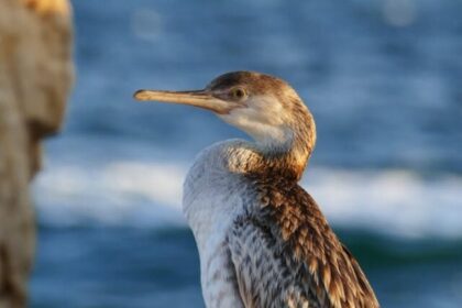 Cormorants, Bird Facts, Wildlife, Nature, Adaptability, Conservation, Birdwatching,