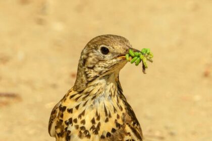 Thrushes, birds, wildlife, conservation, nature, birdwatching,