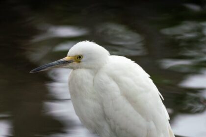 bird species, symbols of peace, dove, owl, swan, crane, albatross, pigeon, sparrow,