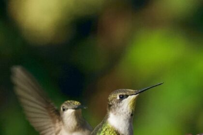 Hummingbirds, Facts, Tiny, Rapid, Nectar, Migration, Brilliant, Aggressive, Vital,