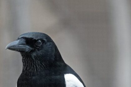 Magpies, facts, intelligence, appearance, habitat, diet, nesting, social behavior, adaptability, birds, wildlife,