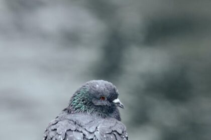 Pigeons, majestic, adaptable, intelligent, social, migratory, diverse, beneficial,