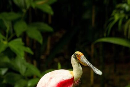 Spoonbills, Bird Facts, Wildlife, Nature, Wetlands, Conservation, Birdwatching,