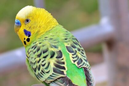 Parrots, fun facts, colorful, intelligent, social, longevity, playful, diverse diet, flight skills,