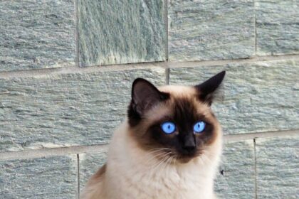 cats, talkative, breeds, Siamese, Maine Coon, Bengal, Abyssinian, Burmese, Oriental, Scottish Fold,