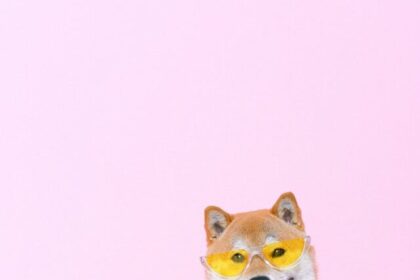 Shiba Inu, facts, breed, temperament, appearance, exercise, grooming, training, health, dog lovers,