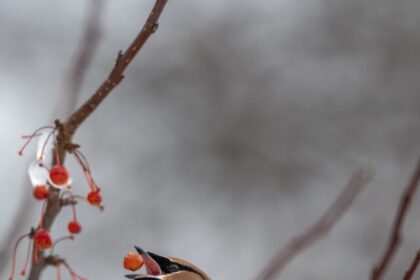 Feeding birds, Winter birds, Bird feeders, Bird food, Bird feeding tips, Winter bird care, Bird shelter, Bird safety, Bird watching, Bird conservation,