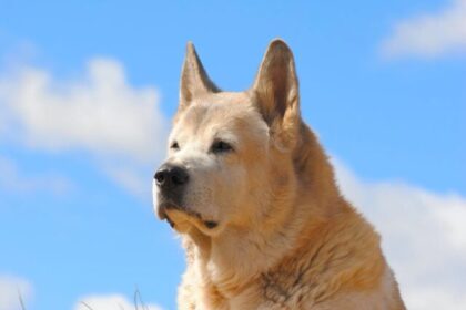 Akita, dog breed, facts, origin, temperament, appearance, training, health, famous Akitas, adoption tips, loyalty, companionship, Japan,