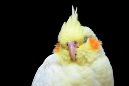 Cockatiels, characteristics, traits, appearance, intelligence, affectionate, playfulness, vocalization, social, adaptability,