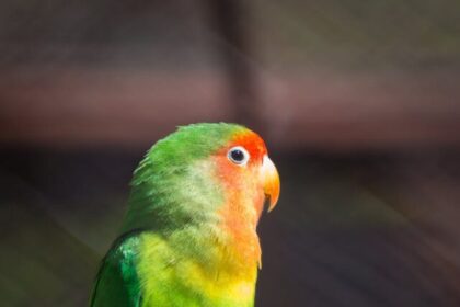 Lovebirds, Facts, Colors, Behavior, Lifespan, Communication, Bonding, Breeding,