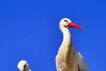 Storks, Bird Facts, Wildlife, Nature, Migration, Conservation, Birdwatching,