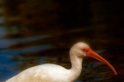 Ibises, Bird facts, Wildlife, Nature, Birdwatching,