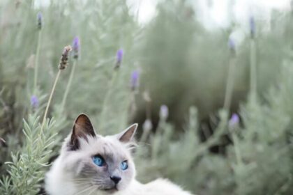 Cat breeds, Blue eyes, Abyssinian, Siamese, Ragdoll, British Shorthair, Turkish Angora, Scottish Fold, Sphynx, Feline beauty, Captivating gaze,