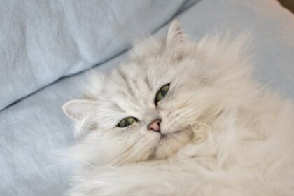 Persian cats, feline facts, coat, personality, health, grooming, temperament, origin, playfulness,