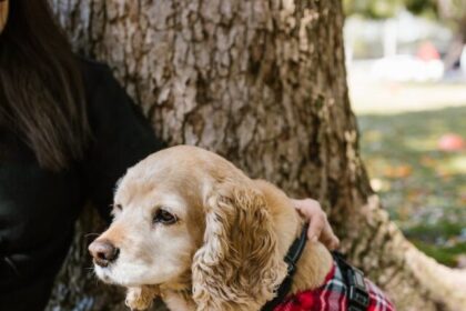 Cocker Spaniels, facts, personality, history, grooming, exercise, training, health, compatibility,