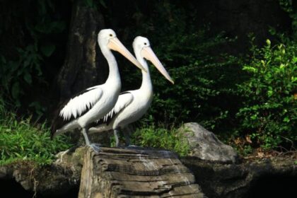 Pelicans, Bird Facts, Wildlife, Nature, Coastal, Conservation, Birdwatching,