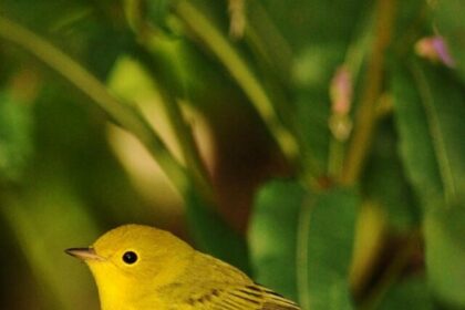 Wrens, facts, adaptability, nest building, vocal prowess, feeding behavior, territorial nature, mating rituals, life span, conservation efforts,