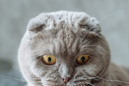 Scottish Fold cats, facts, origins, personality, physical traits, health, living, compatibility, care tips,