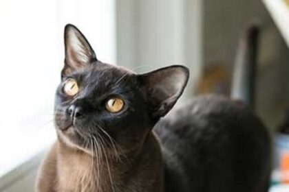 Burmese cats, facts, affectionate, intelligent, playful, adaptable, loyal, low-maintenance,