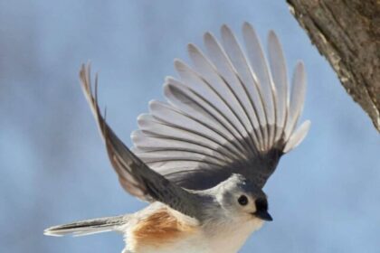 Titmice, Bird Facts, Wildlife, Nature, Birdwatching,