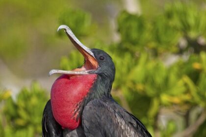 Frigatebirds, Bird Facts, Wildlife, Nature, Adaptability, Conservation, Birdwatching,