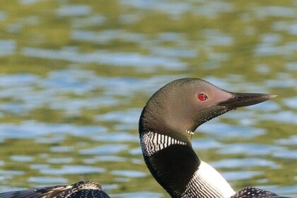 Loons, facts, habitat, calls, diving, nesting, migration, chick rearing, conservation, waterbirds,