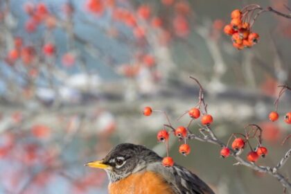 Robins, facts, appearance, habitat, diet, nesting, song, migration, behavior, birds, wildlife,