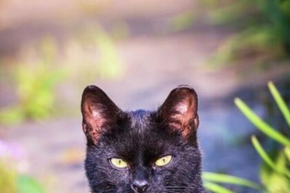 Bombay cats, facts, personality, history, appearance, temperament, health, grooming, compatibility,