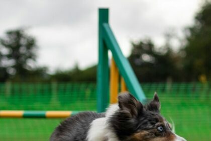 dog breeds, agility, athleticism, top breeds, furry companion, German Shepherd, Australian Cattle Dog, Golden Retriever, Papillon, Shetland Sheepdog, Australian Shepherd, Border Collie,